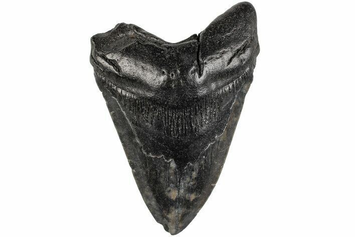 Fossil Megalodon Tooth - South Carolina #201544